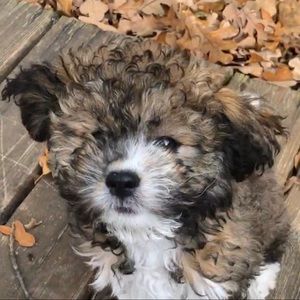 Meet your Posher, Hope